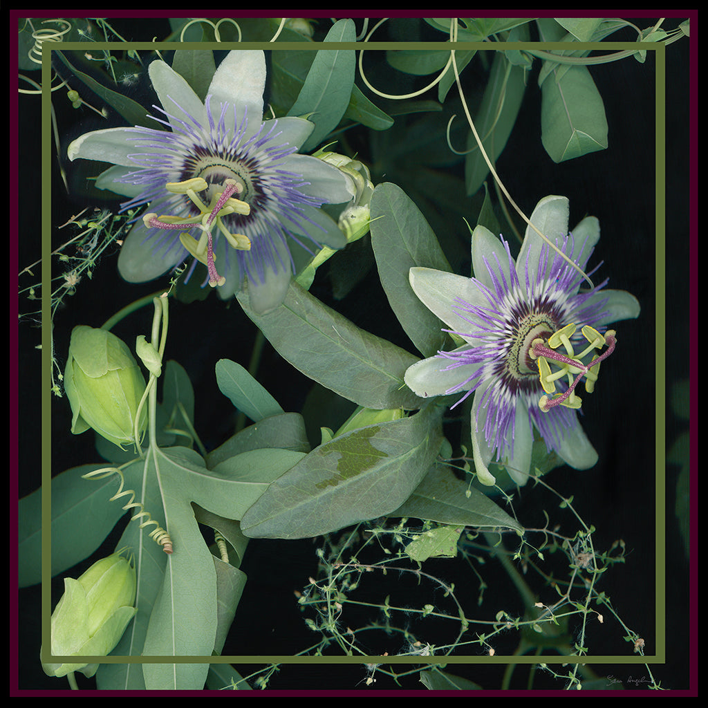 Passion Flower