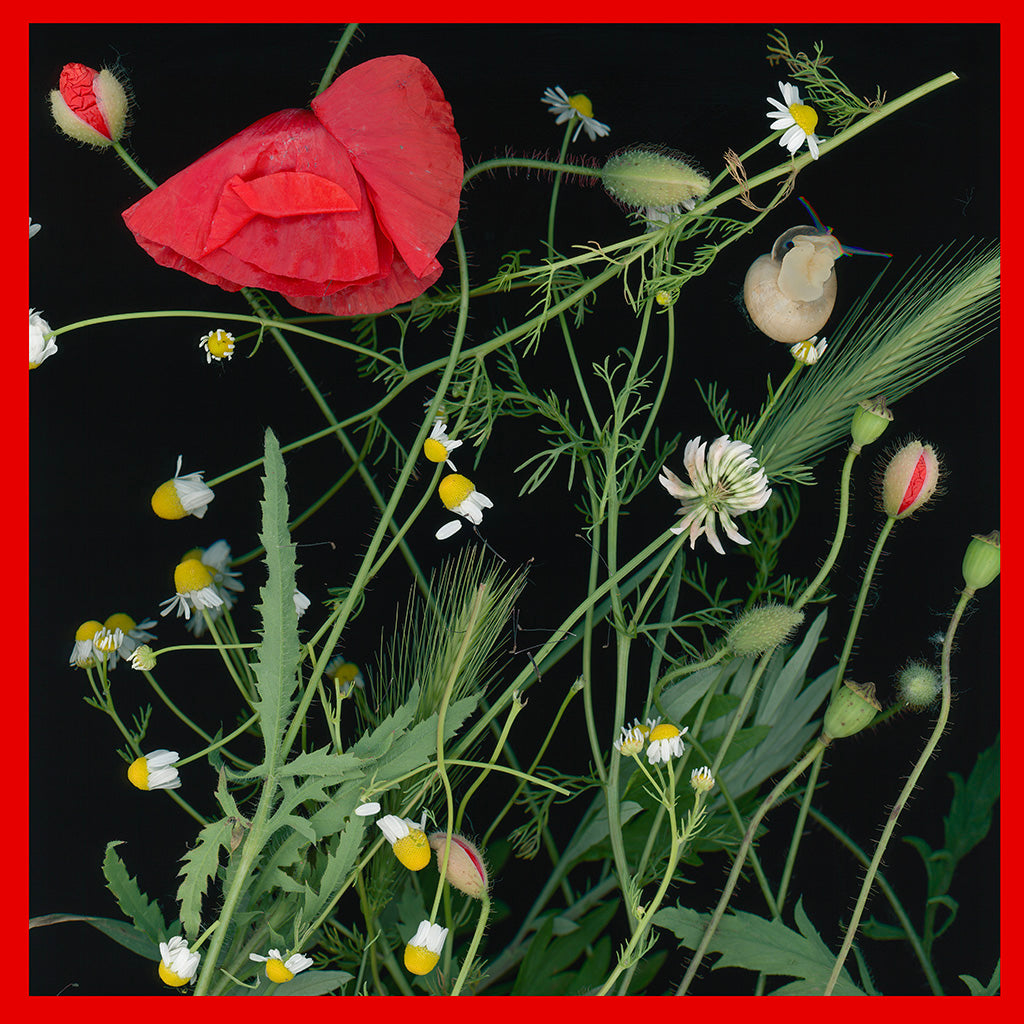 Poppy & Camomile with snail
