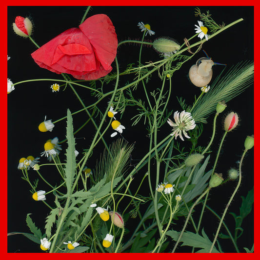 Poppy & Camomile with snail