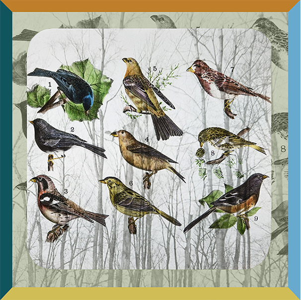 Bird Chart Scarf